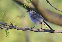 Black-tailed Gnatcatcher